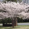 Yoshino Flowering Cherry Tree Live Plant – 2.5 inch Pot – Outdoor - Image 1