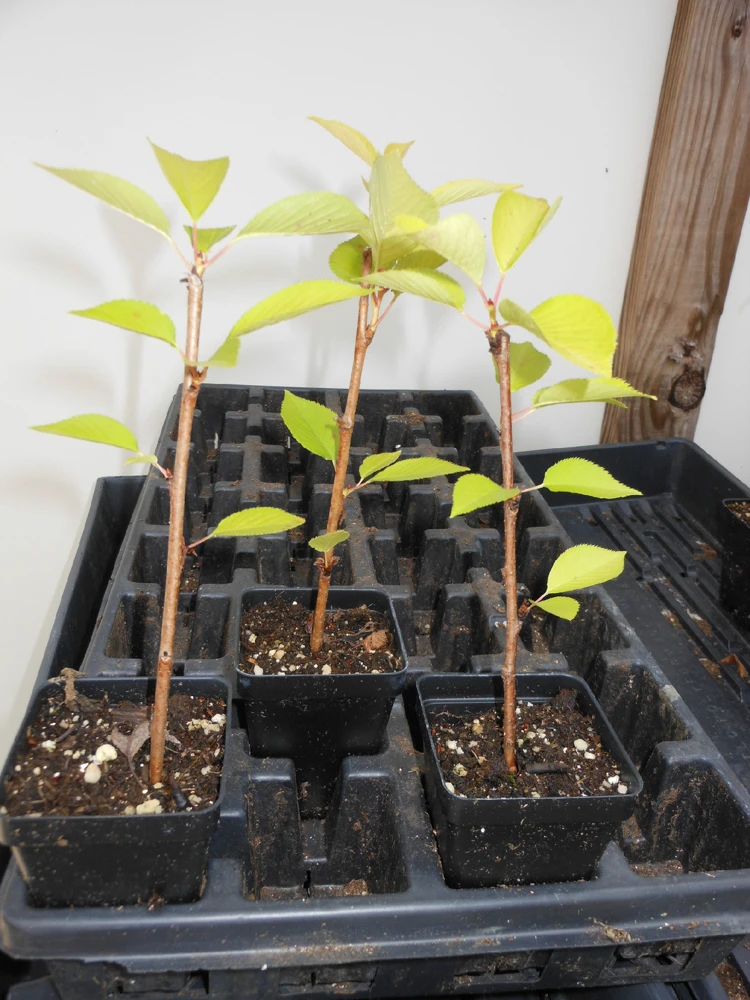 Yoshino Flowering Cherry Tree – Live Plant – 2.5" Pot – Outdoor Tree - Image 2