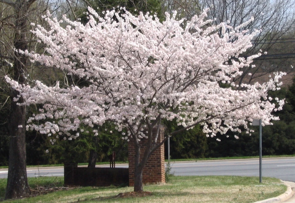 Yoshino Flowering Cherry Tree – Live Plant – 2.5" Pot – Outdoor Tree - Image 1