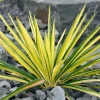 Yucca Bright Edge Variegated Live Plant - Hardy Outdoor Shrub, 2.5x4 inch Pot - Image 1