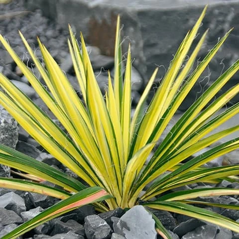 Yucca Bright Edge Variegated Live Plant - Hardy Outdoor Shrub, 2.5x4 inch Pot - Image 1