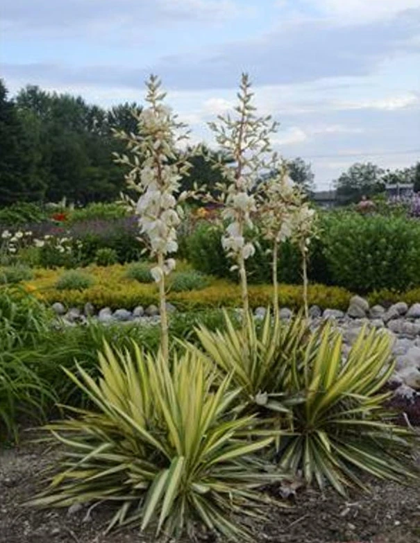 Yucca Bright Edge Variegated Live Plant - Hardy Outdoor Shrub, 2.5x4 inch Pot - Image 2