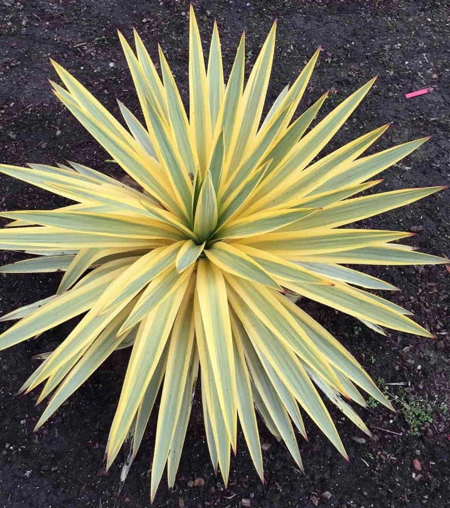 Yucca Bright Edge Variegated Live Plant - Hardy Outdoor Shrub, 2.5x4 inch Pot - Image 3