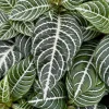 Zebra Plant Live Plant - Aphelandra Squarrosa Indoor Houseplant in 4 inch Pot - Image 1