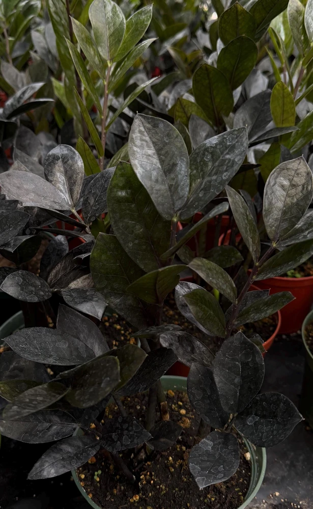 ZZ Plant Black Raven Live Plant, Zamioculcas Zamiifolia, 4in or 6in Pot, Indoor - Image 3