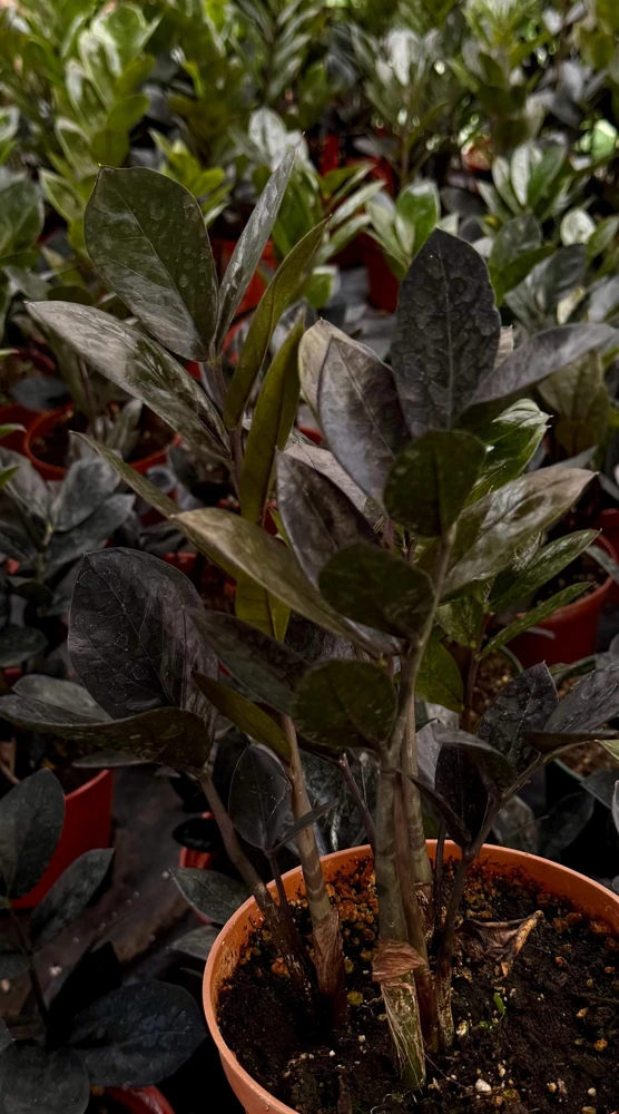 ZZ Plant Black Raven Live Plant, Zamioculcas Zamiifolia, 4in or 6in Pot, Indoor - Image 4