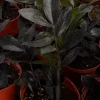 ZZ Plant Black Raven Live Plant, Zamioculcas Zamiifolia, 4in or 6in Pot, Indoor - Image 1