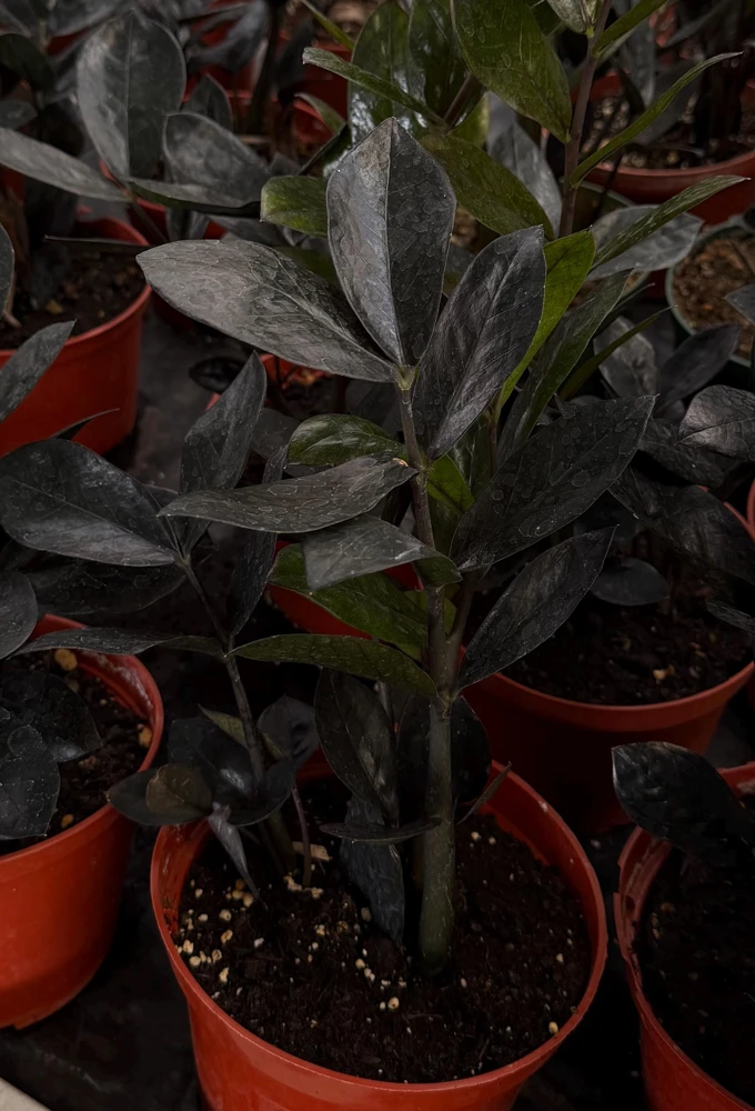 ZZ Plant Black Raven Live Plant, Zamioculcas Zamiifolia, 4in or 6in Pot, Indoor - Image 1