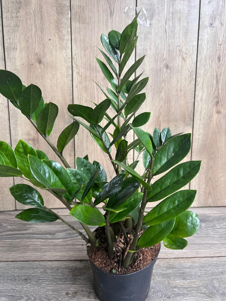 ZZ Plant Live Plant – Zamioculcas Zamiifolia – Easy Care Houseplant in 6" Pot - Cannot ship to CA - Image 2