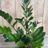 ZZ Plant Live Plant – Zamioculcas Zamiifolia – Easy Care Houseplant in 6" Pot - Cannot ship to CA - Image 1