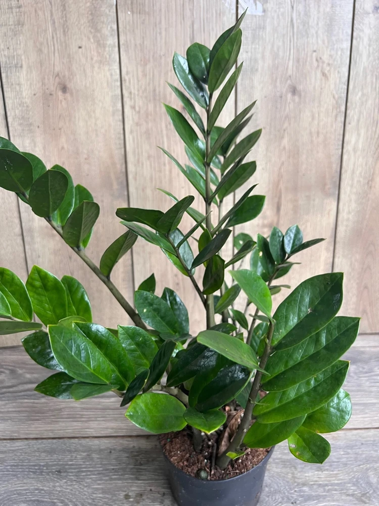 ZZ Plant Live Plant – Zamioculcas Zamiifolia – Easy Care Houseplant in 6" Pot - Cannot ship to CA - Image 1