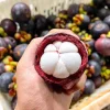 2ft Live Mangosteen Tree - Garcinia mangostana Fruit Plant - Image 1
