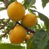Abiu Fruit Tree Live Plant, Yellow Caimito Tropical Delight, 10-24 inches Tall - Image 1