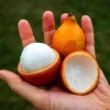 Achachairu Live Fruit Tree - 18-24 inch Tropical Plant for Edible Fruit - Image 1