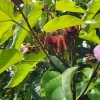Achiote Live Tree (Bixa Orellana) - Pigment Plant 18-24 Inches Tall Outdoor - Image 1