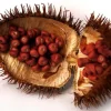 Achiote Seeds 1 Lb - Bixa Orellana for Cooking & Natural Dye - Image 1