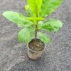 Almond Tree Live Plant – Prunus dulcis – 26 to 32 inches Tall Fruiting Tree - Image 1