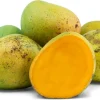 Alphonso Mango Seedling Live Fruit Tree – 2ft Tall – Tropical Outdoor Plant - Image 1