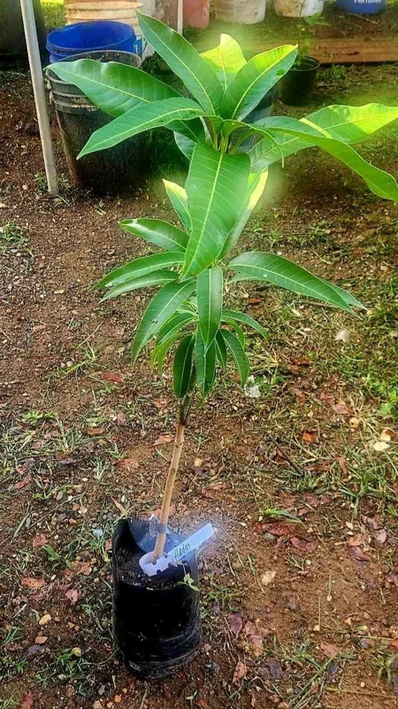 Alphonso Mango Tree Live Plant – Early Fruiting Variety – Tropical Fruit Tree - Image 2