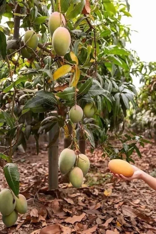 Alphonso Mango Tree Live Plant – Early Fruiting Variety – Tropical Fruit Tree - Image 3