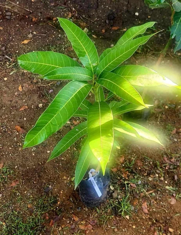 Alphonso Mango Tree Live Plant – Early Fruiting Variety – Tropical Fruit Tree - Image 4