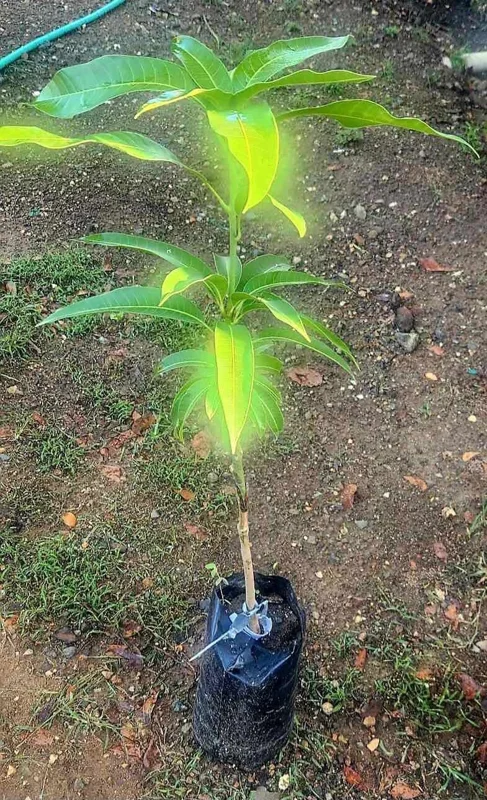 Alphonso Mango Tree Live Plant – Early Fruiting Variety – Tropical Fruit Tree - Image 5