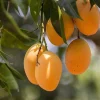 Alphonso Mango Tree Live Plant – Early Fruiting Variety – Tropical Fruit Tree - Image 1