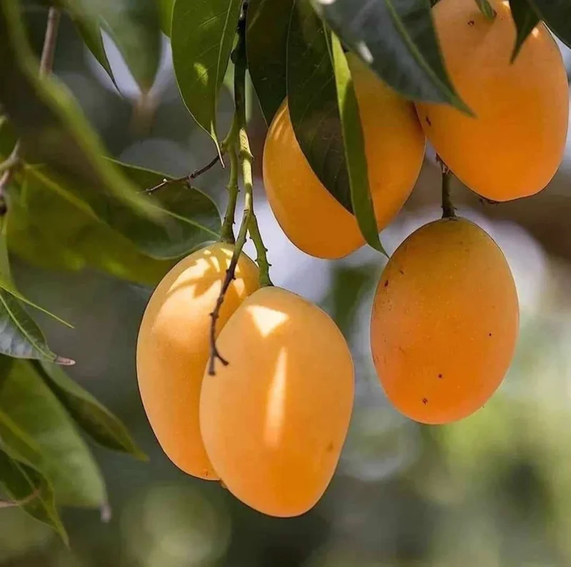 Alphonso Mango Tree Live Plant – Early Fruiting Variety – Tropical Fruit Tree - Image 1