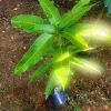 Alphonso Mango Tree Live Plant – Grafted Fruit Tree – 2 ft Tall - Image 1