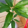 Ambika Mango Tree Live Plant - Seedling for Home Garden Tropical Fruit - Image 1