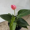 Anthurium Live Plant – Tropical Pink Bloom – Indoor NASA Air Purifier - Image 1