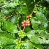 Arabica Coffee Live Plant – Coffea Tree 12-24 inches Tall – Indoor/Outdoor - Image 1