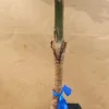 Ataulfo Mango Live Fruit Tree (2ft) Grafted - Sweet Tropical Fruit - Image 1