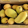 Ataulfo Mango Tree Live Plant – Grafted – 2-3 ft Tall – Sweet Fiberless Fruit - Image 1