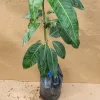Ataulfo Mango Tree Live Plant – Grafted – 3-4ft Tall – Sweet, Fiberless Fruit - Image 1