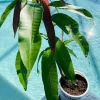 Ataulfo Mango Tree Seedling - Live Plant, Fast-Growing, 12 inch - Image 1