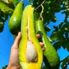 Avocado Long Neck Live Tree - 18-24 Inch Cuello Largo Aguacate Plant - Image 1