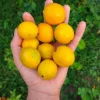 Bacupari Tropical Live Fruit Tree - Garcinia brasiliensis - 10-24 inch Plant - Image 1