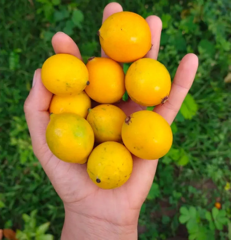 Bacupari Tropical Live Fruit Tree - Garcinia brasiliensis - 10-24 inch Plant - Image 1