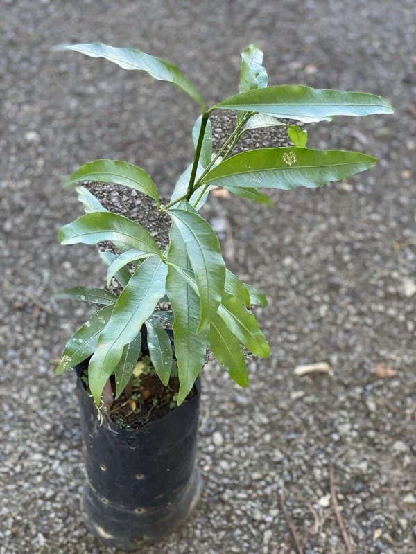 Bacupari Tropical Live Fruit Tree - Garcinia brasiliensis - 10-24 inch Plant - Image 3