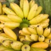 Banana Apple Live Fruit Tree (Musa Acuminata) - 10inch-1ft Plant - Image 1