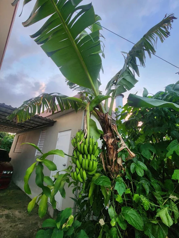 Banana Tree Seeds - Musa acuminata Seeds for Planting - Grow Your Own Fruit - Image 2