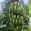 Banana Tree Seeds - Musa acuminata Seeds for Planting - Grow Your Own Fruit - Image 1