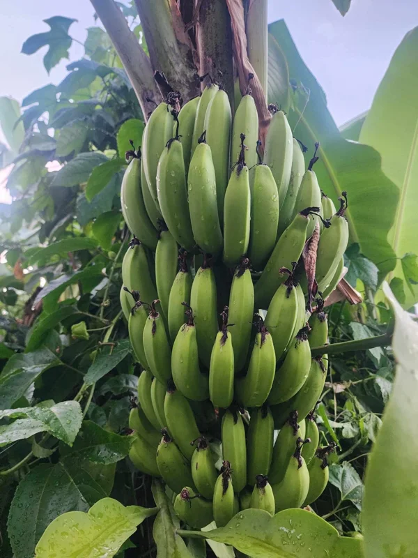 Banana Tree Seeds - Musa acuminata Seeds for Planting - Grow Your Own Fruit - Image 1