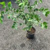 Barbados Cherry Live Fruit Tree (Acerola) - 2-3 ft Tall - Vitamin C Rich - Image 1