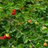 Barbados Cherry Live Fruit Tree (Malpighia emarginata) 12-24 inches Tall - Image 1