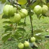 Big Indonesian Guava Live Tree (Psidium Guajava) - 2-3 ft Tall - Image 1