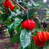 Big Pitanga Live Fruit Tree – Surinam Cherry Plant – 2-3ft Tall – Outdoor - Image 1