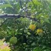 Big Rollinia Live Fruit Tree - 24-36 Inch Tropical Plant - Image 1