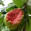 Big Ruby Supreme Guava Live Fruit Tree – 2-3 ft Tall – Outdoor Edible Plant - Image 1